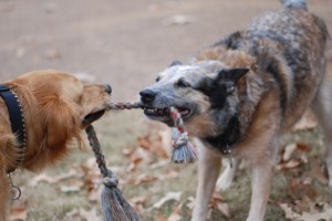 tug of war 