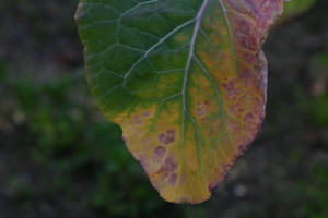 LEAF