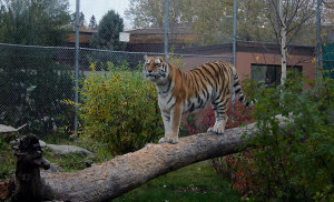 Tiger on tree trunk