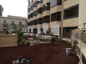 rooftop herb garden