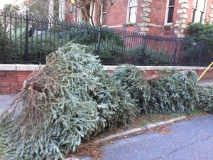 dead Christmas trees 2015-01-05