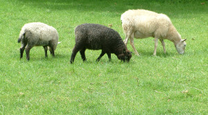 black sheep in herd of 3