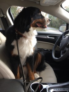 Gustav in car