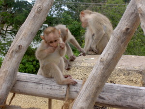 monkeys