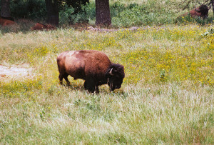 buffalo