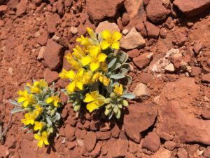 yellow-flowers-in-desert