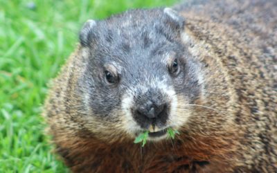 Escape from Groundhog Day and help the human herd